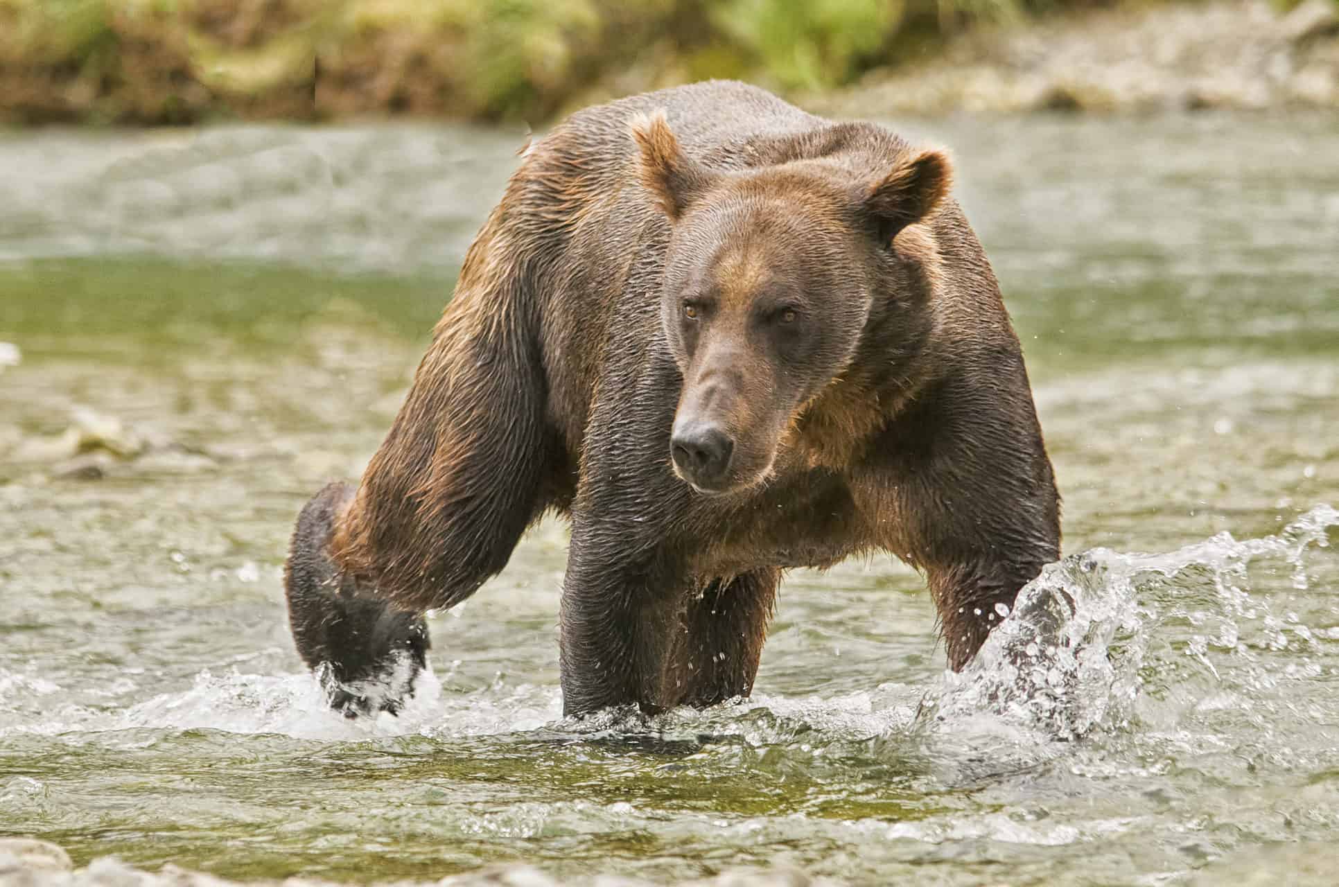 Alaska Pooping Brown Bear With Fish Key Chain - Alaska Wild Country