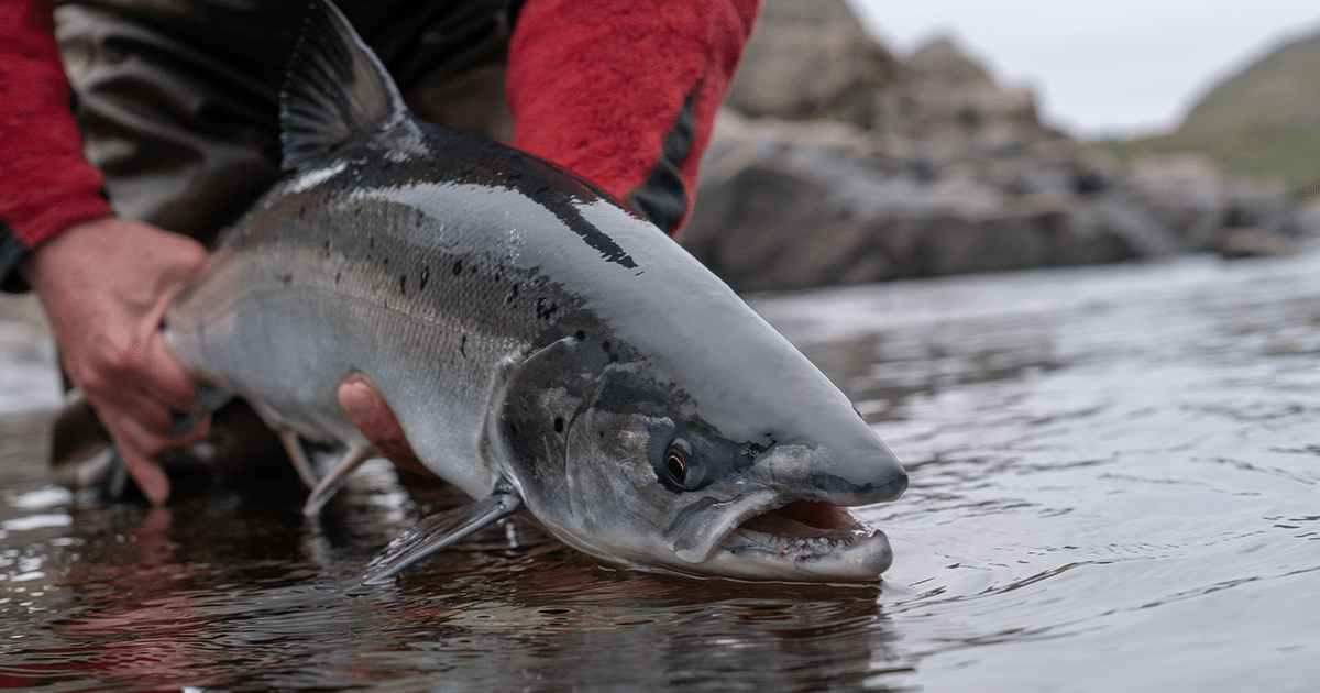 Alaska Silver Salmon Fishing