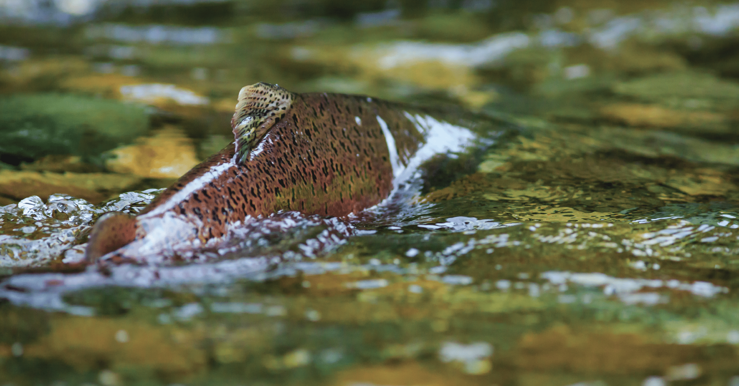 Salmon and Halibut Fishing on Kodiak Island | Kodiak