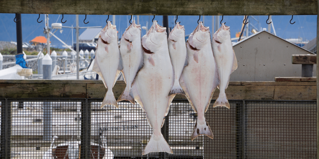 6 halibuts hanging at a fishing dock.