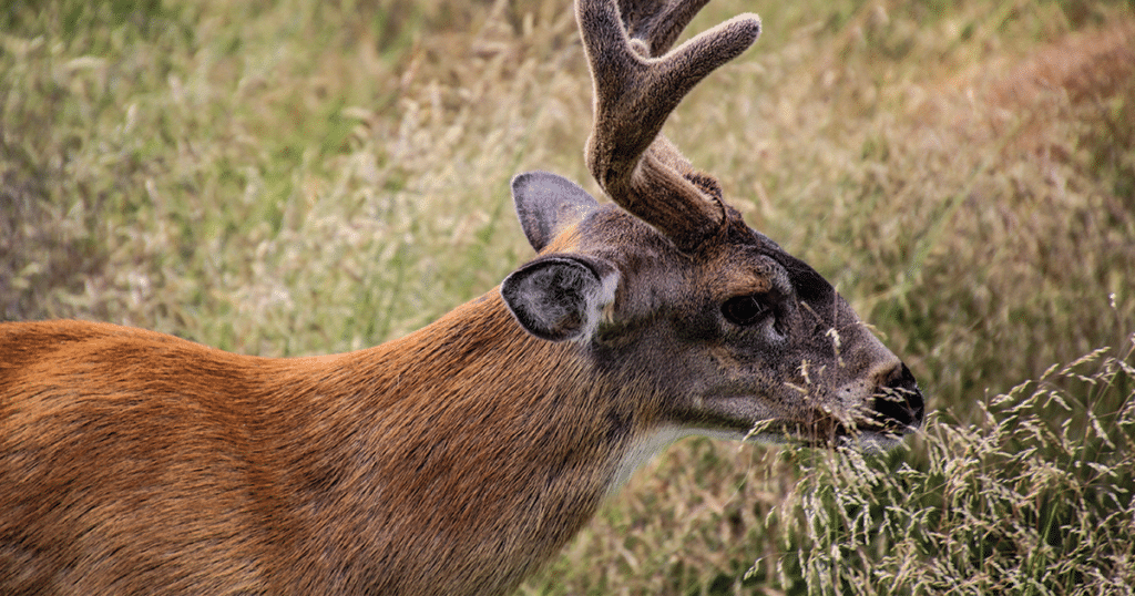 kodiak featuredimage huntingseason