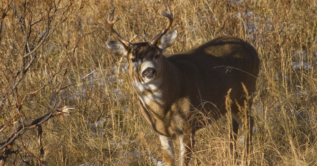 Kodiak island Sitka deer.