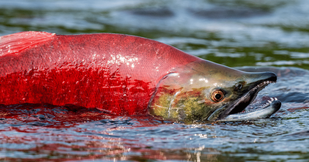 fishing adventure in kodiak, alaska